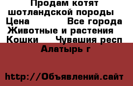 Продам котят шотландской породы › Цена ­ 2 000 - Все города Животные и растения » Кошки   . Чувашия респ.,Алатырь г.